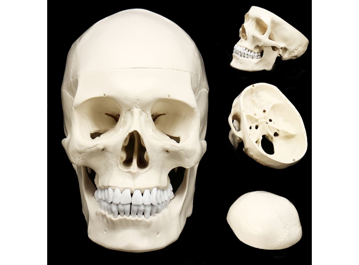 Skull Model of Human Anatomical Model Medicine Skull Human Anatomical