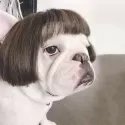 PET WIGS COSPLAY PROPS FUNNY DOGS CATS CROSS-DRESSING HAIR HAT COSTUMES HEAD ACCESSORIES FOR HALLOOWEN CHRISTMAS PETS SUPPLIES PET WIGS COSPLAY PROPS FUNNY DOGS CATS CROSS-DRESSING HAIR HAT COSTUMES HEAD ACCESSORIES FOR HALLOOWEN CHRISTMAS PETS SUPPLIES