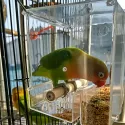 PARROT SPILL PROOF FEED BOX – NO MESS BIRD FOOD CAGE FEEDER