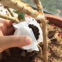 5 PCS PLANT ROOT GROWING BOX FOR GARDEN 5/8/12CM IN DIAMETER PLANT ROOTING BALL GRAFTING ROOTING 5 PCS PLANT ROOT GROWING BOX FOR GARDEN 5/8/12CM IN DIAMETER PLANT ROOTING BALL GRAFTING ROOTING