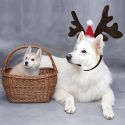 CHRISTMAS REINDEER ANTLERS DOG HAT ADJUSTABLE ELASTIC STRAP HEADBAND CLASSIC HEADWEAR PARTY PET CHRISTMAS REINDEER ANTLERS DOG HAT ADJUSTABLE ELASTIC STRAP HEADBAND CLASSIC HEADWEAR PARTY PET
