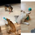 DOG TOYS SILICON SUCTION CUP FOR PET DOGS TUG INTERACTIVE BALL TOYS FOR PET DOG TOYS SILICON SUCTION CUP FOR PET DOGS TUG INTERACTIVE BALL TOYS FOR PET