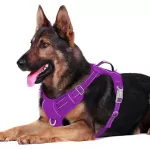 BARKBAY NO PULL DOG HARNESS FRONT CLIP HEAVY DUTY REFLECTIVE EASY CONTROL HANDLE FOR LARGE DOG WALKING WITH ID TAG POCKET(PURPLE)