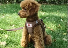 DOG COLLAR ADJUSTABLE VEST WALKING SOFT BREATHABLE COLLAR PET ACCESSORIES FOR SMALL MEDIUM LARGE PETS