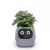 SMART POTS FOR PLANTS - SMALL FLOWER POTS - BEST DESKTOP PLANTS - AI PLANTER - MULTIPLE EXPRESSIONS - SMART SENSORS