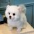 PLUSH POMERANIAN DOG DOLL SIMULATION DOG STUFFED ANIMAL TOYS SUPER REALISTIC DOG TOY