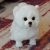 PLUSH POMERANIAN DOG DOLL SIMULATION DOG STUFFED ANIMAL TOYS SUPER REALISTIC DOG TOY