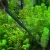 STAINLESS STEEL CURVED AQUARIUM TWEEZERS AQUARIUM PLANT SHRIMP REEF TWEEZER FISH TANK CLEANER