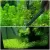 STAINLESS STEEL CURVED AQUARIUM TWEEZERS AQUARIUM PLANT SHRIMP REEF TWEEZER FISH TANK CLEANER