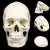 SKULL MODEL OF HUMAN ANATOMICAL MODEL MEDICINE SKULL