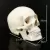 SKULL MODEL OF HUMAN ANATOMICAL MODEL MEDICINE SKULL
