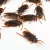 12PCS FUNNY FAKE COCKROACH HALLOWEEN PARTY DECORATION TRICK PROPS ARTIFICIAL ROACH