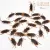 12PCS FUNNY FAKE COCKROACH HALLOWEEN PARTY DECORATION TRICK PROPS ARTIFICIAL ROACH