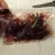 12PCS FUNNY FAKE COCKROACH HALLOWEEN PARTY DECORATION TRICK PROPS ARTIFICIAL ROACH