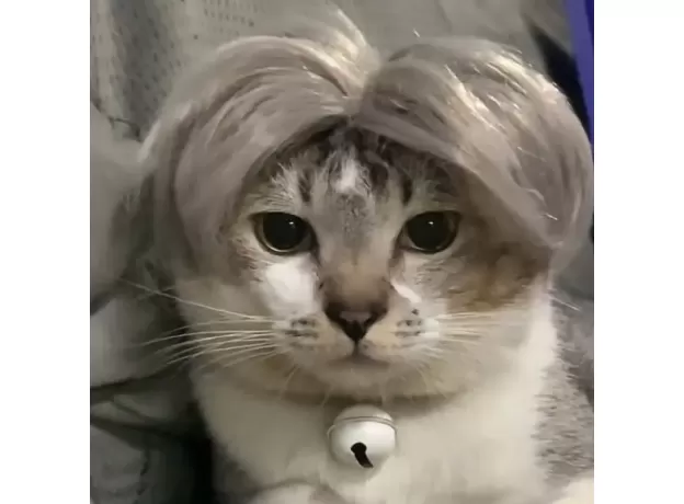 PET WIGS COSPLAY PROPS FUNNY DOGS CATS CROSS-DRESSING HAIR HAT COSTUMES HEAD ACCESSORIES FOR HALLOOWEN CHRISTMAS PETS SUPPLIES