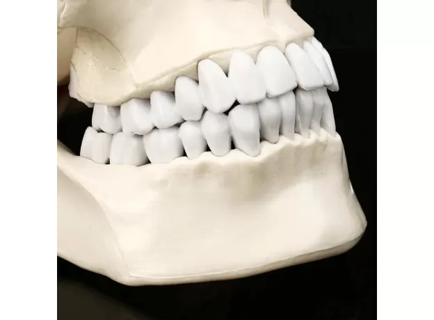 SKULL MODEL OF HUMAN ANATOMICAL MODEL MEDICINE SKULL