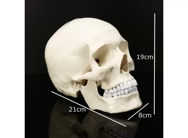 SKULL MODEL OF HUMAN ANATOMICAL MODEL MEDICINE SKULL