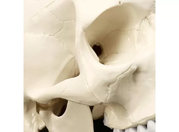 SKULL MODEL OF HUMAN ANATOMICAL MODEL MEDICINE SKULL