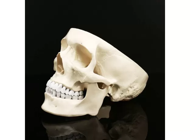 SKULL MODEL OF HUMAN ANATOMICAL MODEL MEDICINE SKULL