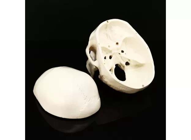 SKULL MODEL OF HUMAN ANATOMICAL MODEL MEDICINE SKULL